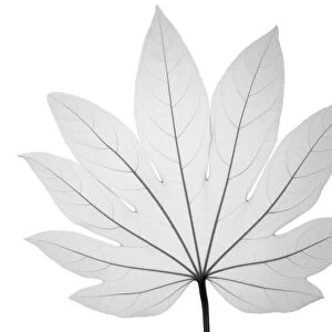 Paper plant (Fatsia japonica), X-ray
