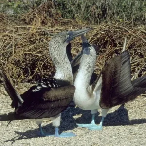Parading Blue-footed Boobies (Sula nebouxii), Galapagos