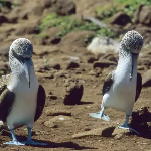 Parading Blue-footed Boobies Print