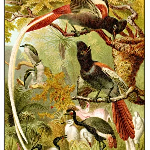 Paradise flycatchers