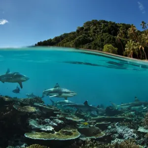 Paradise island Paradise island