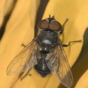 Parasitc fly -Elomya lateralis- on petal of Coneflower -Rudbeckia-, Untergroeningen, Baden-Wuerttemberg, Germany, Europe Parasitc fly -Elomya lateralis- on petal of Coneflower -Rudbeckia-, Untergroeningen, Baden-Wuerttemberg, Germany, Europe
