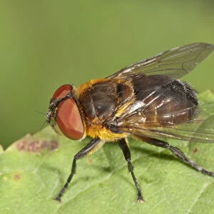 Parasite Fly -Elomya lateralis-, Untergroeningen, Baden-Wuerttemberg, Germany, Europe