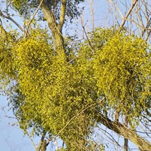 Parasitic plant, Mistletoe -Viscum album- on a Willow -Salix sp-, riverine vegetation, Innufer Aue, bei Rosenheim, Upper Bavaria, Bavaria, Germany