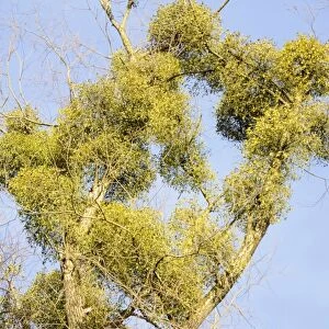 Parasitic plant, Mistletoe -Viscum album- on a Willow -Salix sp-, riverine vegetation, Innufer Aue, bei Rosenheim, Upper Bavaria, Bavaria, Germany