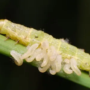 Parasitic Wasp Larvae and Caterpillar Host Print Parasitic Wasp Larvae and Caterpillar Host Print