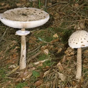 Parasol Mushroom Print