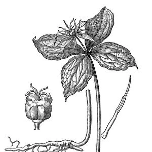 Paris quadrifolia, the herb-paris or true lovers knot