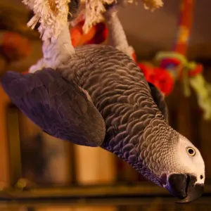 Parrot Parrot
