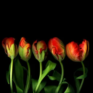 Tulipani del Pappagallo Tulipani del Pappagallo