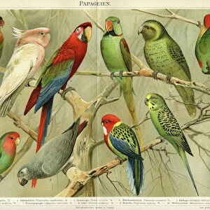 Parrots Chromolithograph 1896
