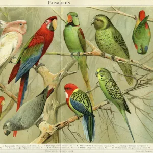 Parrots Chromolithograph 1896