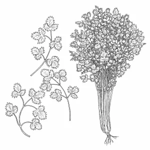 Parsley Parsley