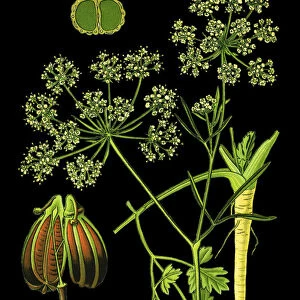 Parsley or garden parsley