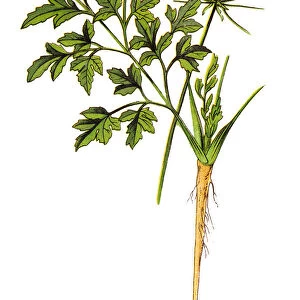 Parsley or garden parsley (Petroselinum crispum)