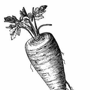 Parsnip (Pastinaca sativa)