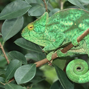 Parsons Chameleon (Calumma parsonii), resting with a rolled-up tail, Madagascar, Africa
