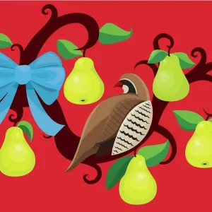 Partridge in a Pear Tree Partridge in a Pear Tree