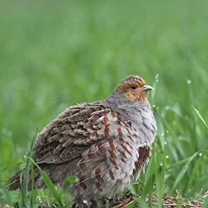 Partridge -Perdix perdix-, standing in a field, Lower Austria, Austria, Europe