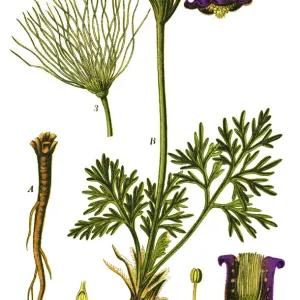 pasque flower