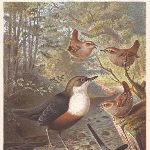 Passerine birds, lithograph, published in 1882
