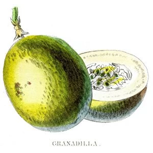Passion fruit engraving 1857