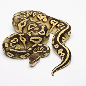 Pastel Phantom Yellow Belly Ball Python or Royal Python -Python regius-, female