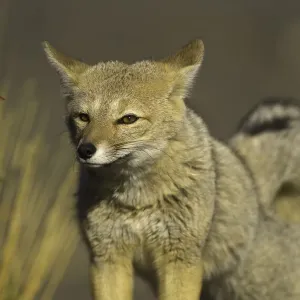 Patagonia fox, Chile Patagonia fox, Chile