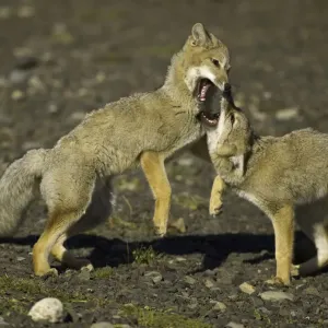 Patagonia foxes, Chile Patagonia foxes, Chile