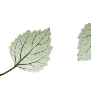 Patchouli leaves (Pogostemon cablin), X-ray