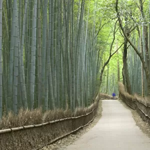 Path through bamboo forest, Kyoto, Honshu, Japan