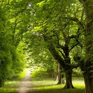 Path thru forest in Killarney National Park Path thru forest in Killarney National Park