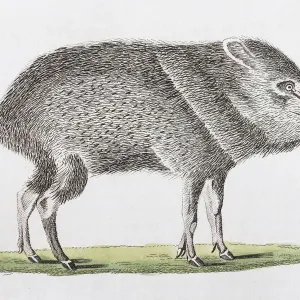 Patira (Dicotyles torquatus), hand-coloured copperplate engraving from Friedrich Justin Patira (Dicotyles torquatus), hand-coloured copperplate engraving from Friedrich Justin