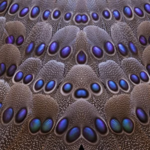 Pattern design of Greys Peacock tail feathers