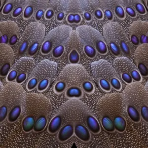 Grey Peacock Tail Feather Print Grey Peacock Tail Feather Print