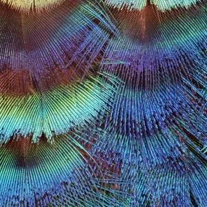 Peacock Neck Feathers Print Peacock Neck Feathers Print