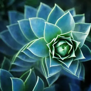Houseleek Macro Print - Intricate Patterns in Nature Houseleek Macro Print - Intricate Patterns in Nature