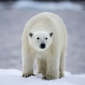 Paul Souders Photography Paul Souders Photography
