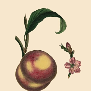 Peach Tree, Victorian Botanical Illustration