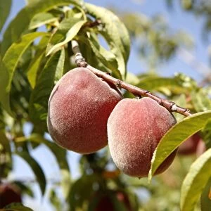 Peaches on a tree, Alpujarras, Sierra Nevada, Andalucia, southern Spain, Europe