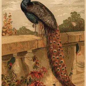 The Peacock The Peacock
