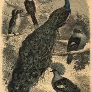 A Peacock Print circa 1800 featuring a peacock with other birds A Peacock Print circa 1800 featuring a peacock with other birds