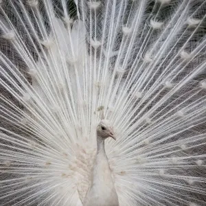 White Peacock Print