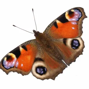 Peacock butterfly on a white background