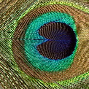 Peacock Feather Close Up Photograph