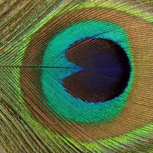 Peacock Feather Close Up Photograph