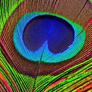 Peacock Feather Close-Up Print Peacock Feather Close-Up Print