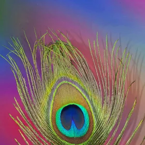 Peacock Tail Feathers Hues