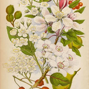 Pear, Apple, Service and Ash Trees, Victorian Botanical Illustration