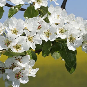 Pear blossoms, pear tree -Pyrus communis-, Mostviertel, Must Quarter, Lower Austria, Austria, Europe
